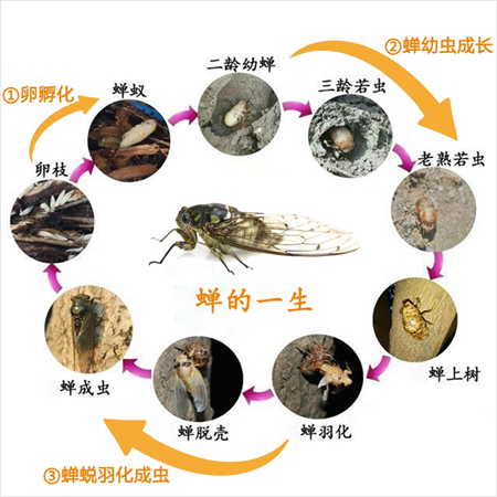蝉：昆虫界最长寿者，承载文化寓意的夏日独特存在